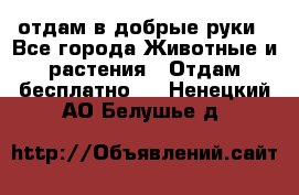 отдам в добрые руки - Все города Животные и растения » Отдам бесплатно   . Ненецкий АО,Белушье д.